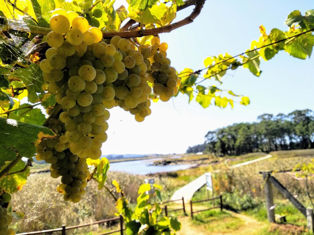vista del mar en las rias baixas desde el viñedo
